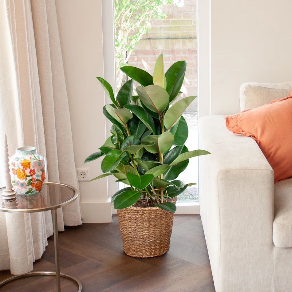 Ficus Robusta