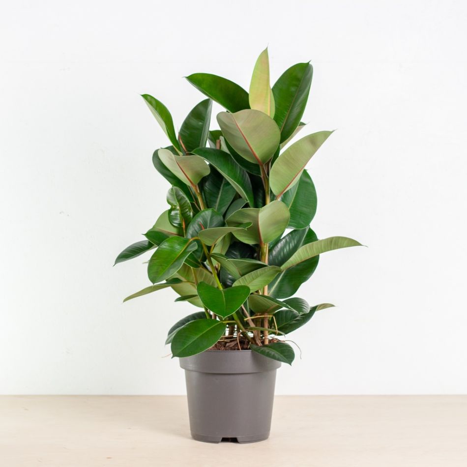 Ficus Robusta Rubberboom