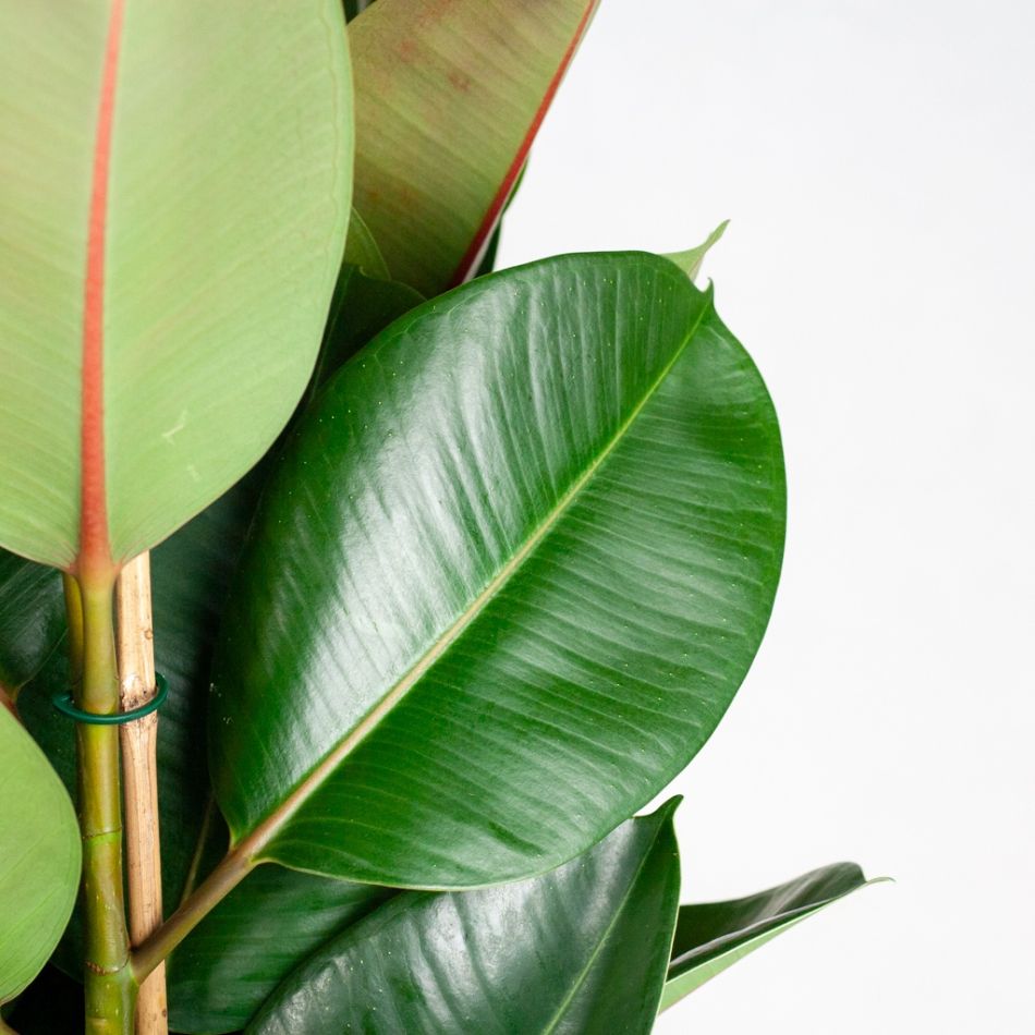 Ficus Elastica blad