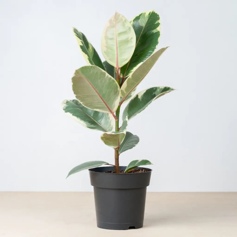bonte rubberboom