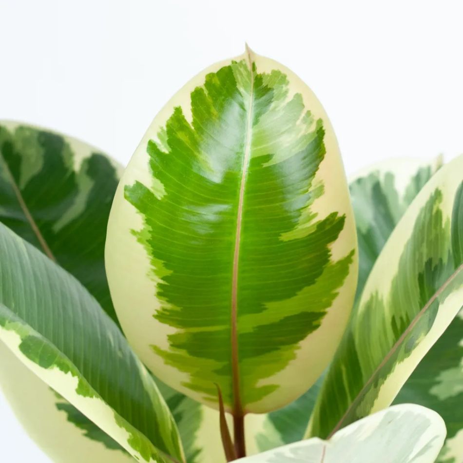 ficus tineke plant