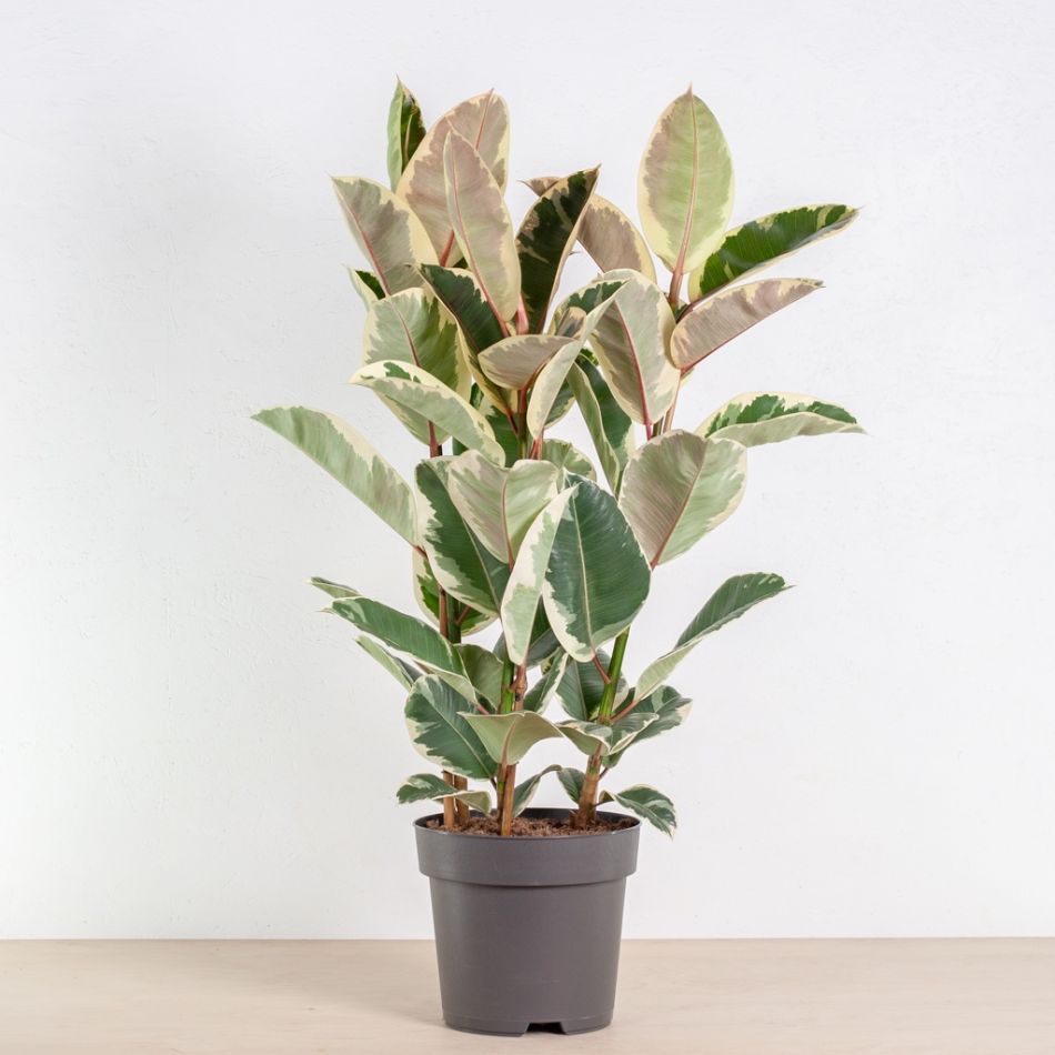 Rubberboom Ficus Tineke