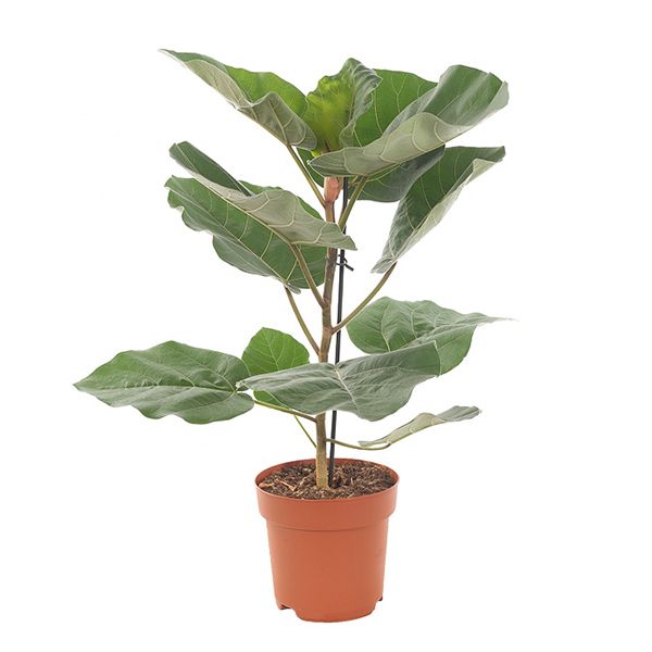 Ficus Everest