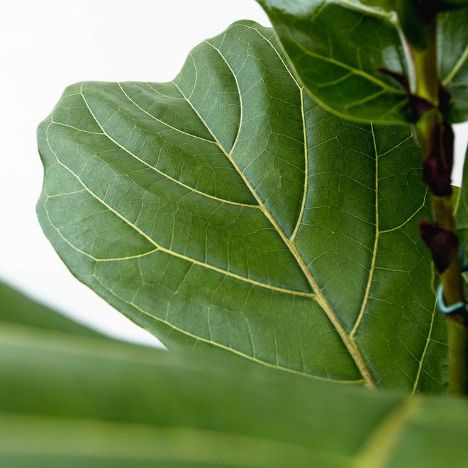 Ficus Lyrata Struik - Vioolbladplant - P30