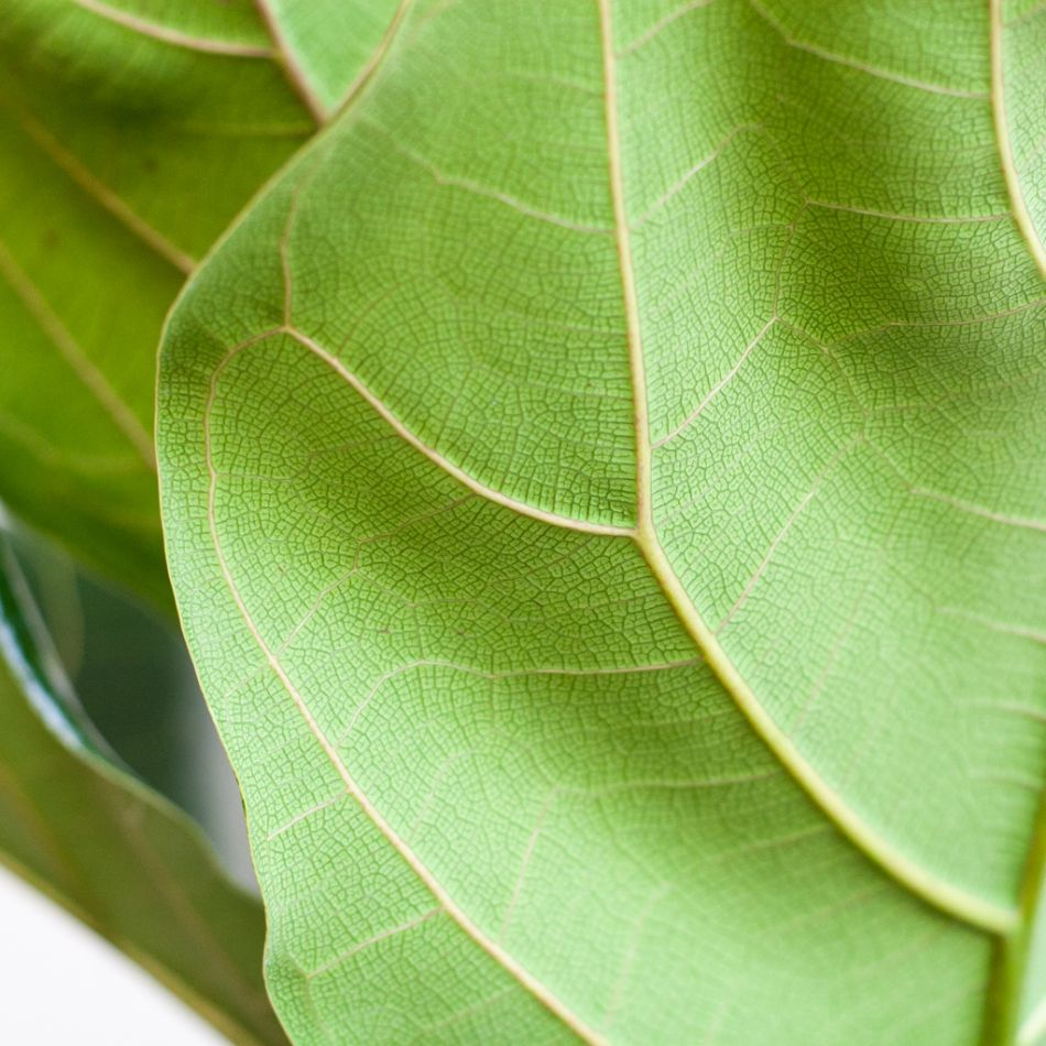 Ficus Lyrata - Vioolbladplant - P21