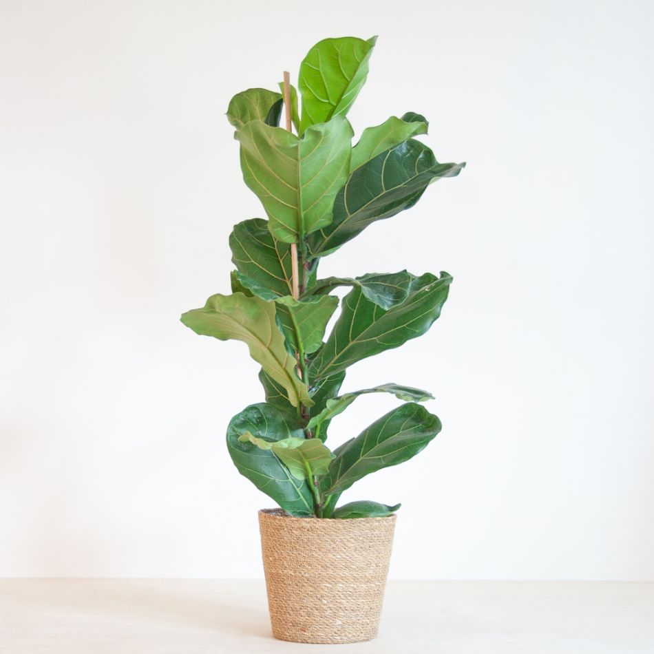 Ficus Lyrata - Vioolbladplant - P21