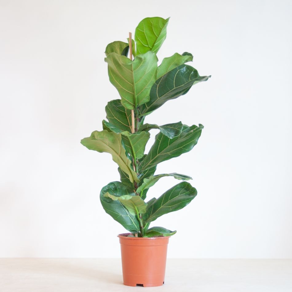Ficus Lyrata - Vioolbladplant - P21