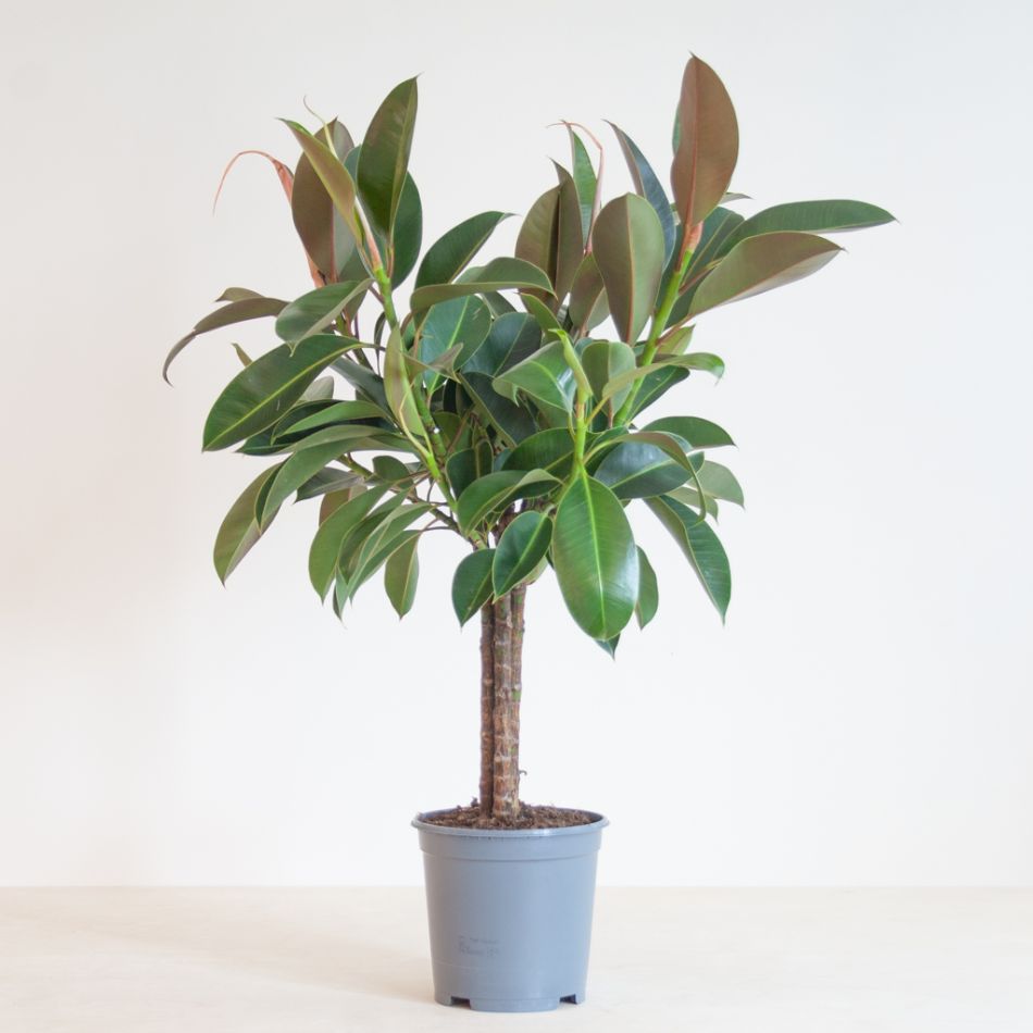 Ficus Elastica Melany op stam - P21