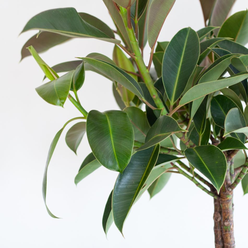 Ficus Elastica Melany op stam - P21