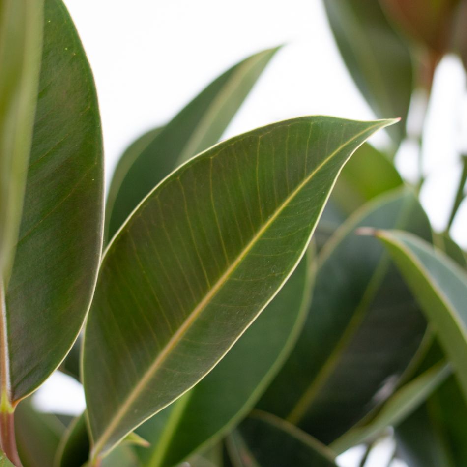 Ficus Elastica Melany op stam - P21