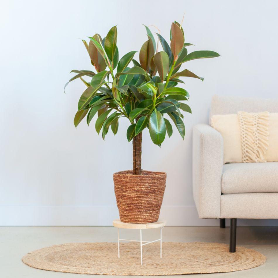 Ficus-Melany-p21-Lifestyle