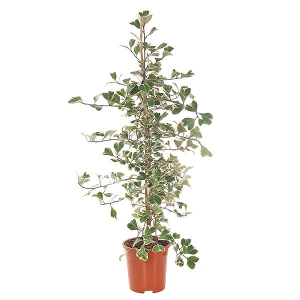 Ficus Triangularis Variegata