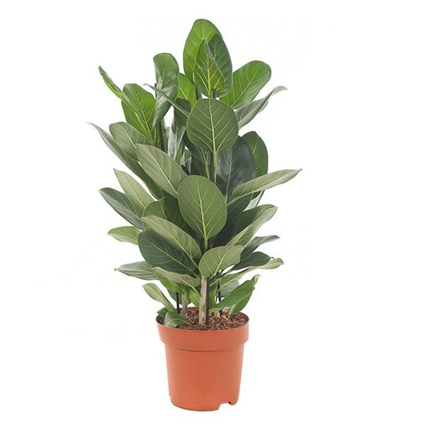Ficus Benghalensis Audrey