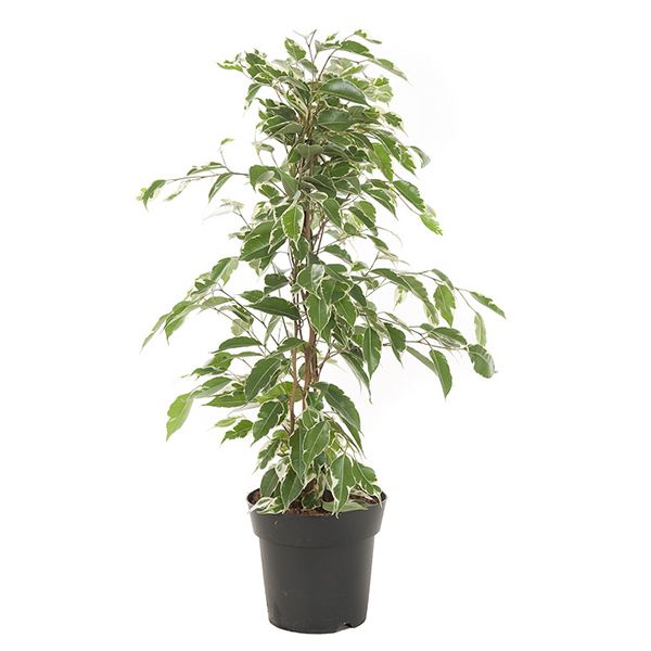 Ficus Benjamina Twilight