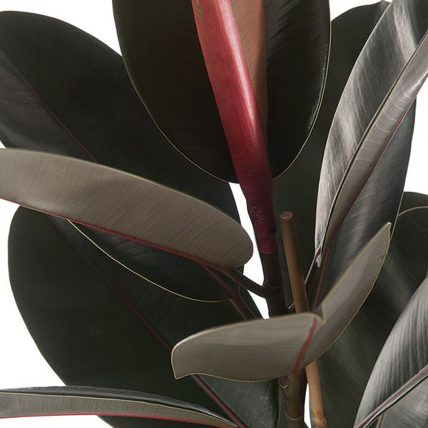 Ficus elastica blad