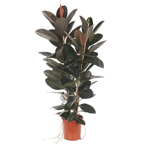 Ficus elastica abidjan