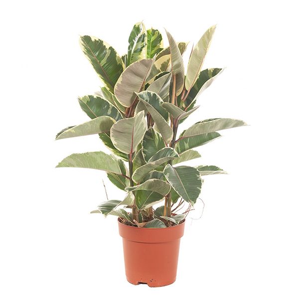 Ficus Tineke