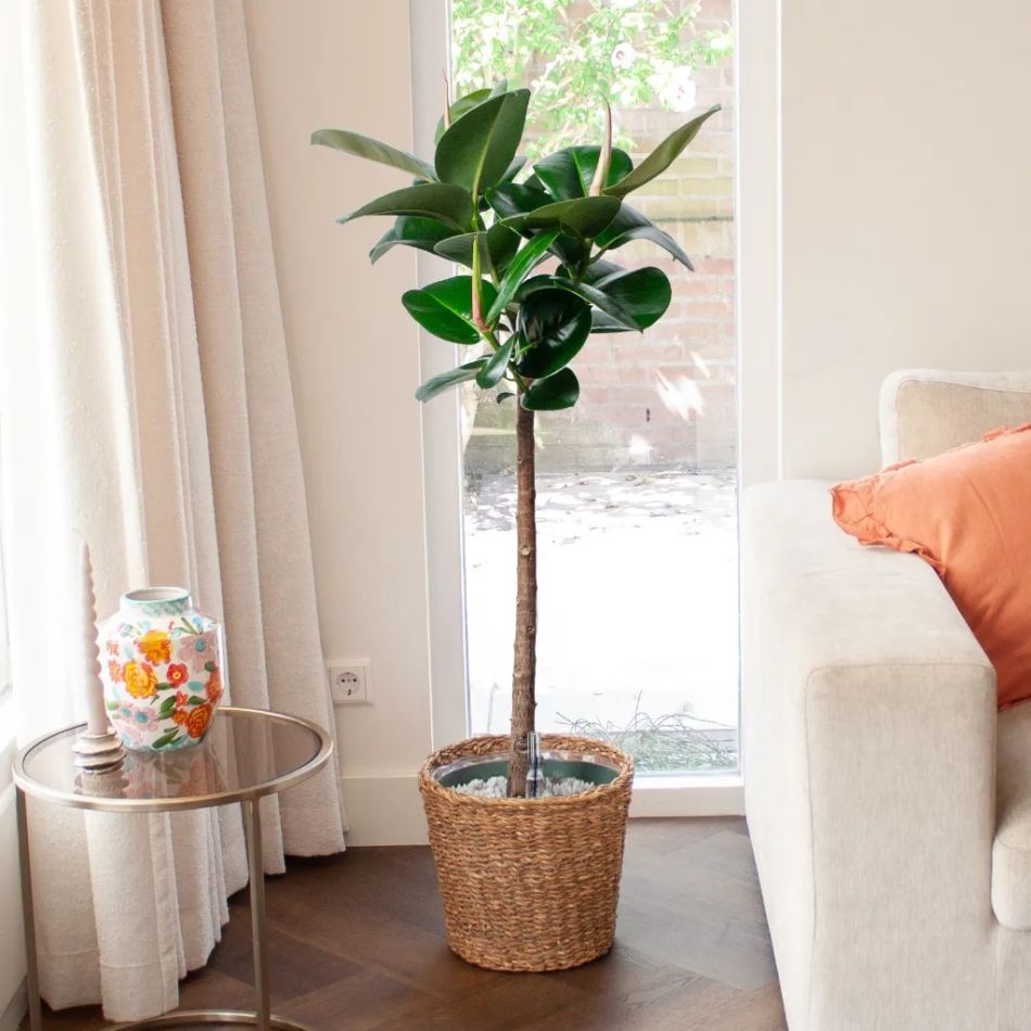 Ficus Robusta op stam