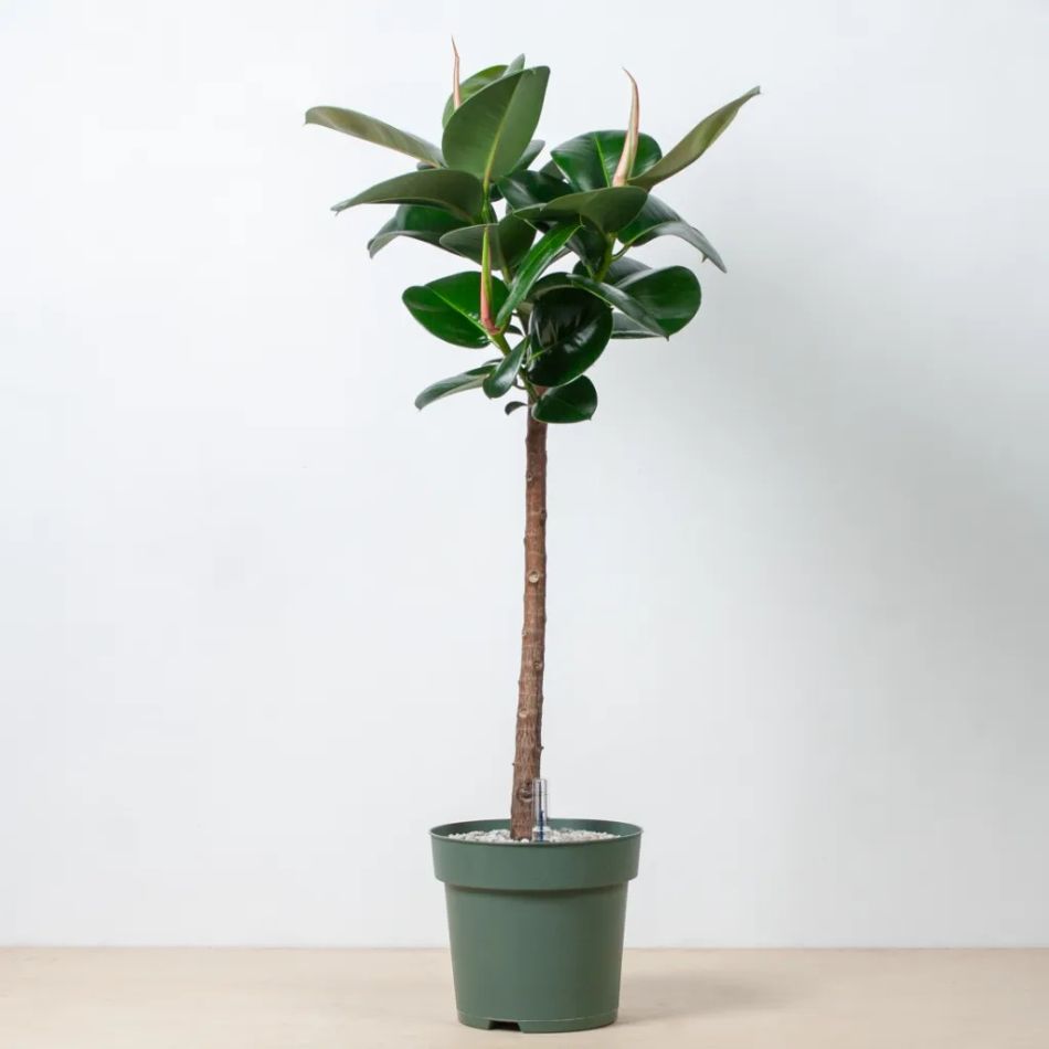 Ficus Robusta op stam kopen