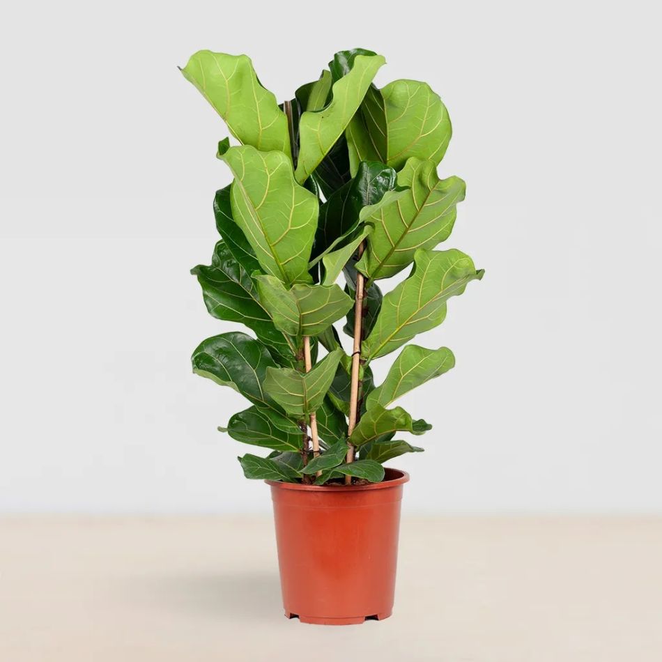 Ficus lyrata kopen
