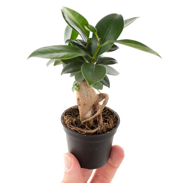 Ficus Microcarpa