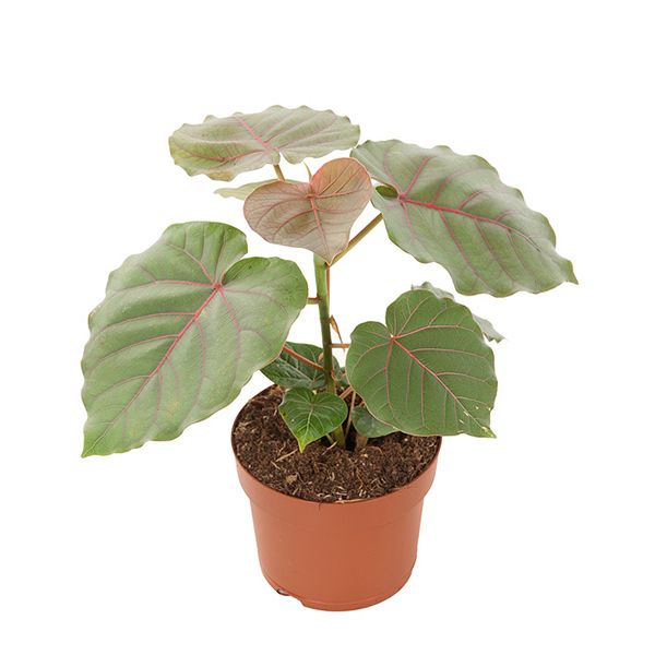 Ficus Petiolaris
