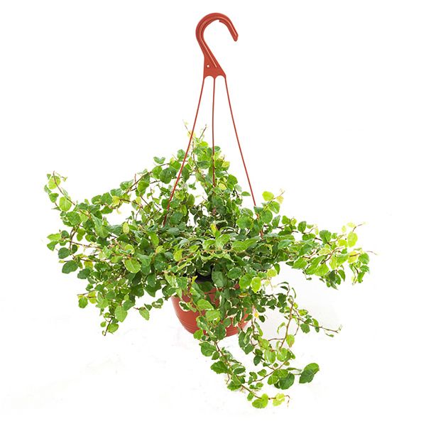 Ficus pumila white sunny