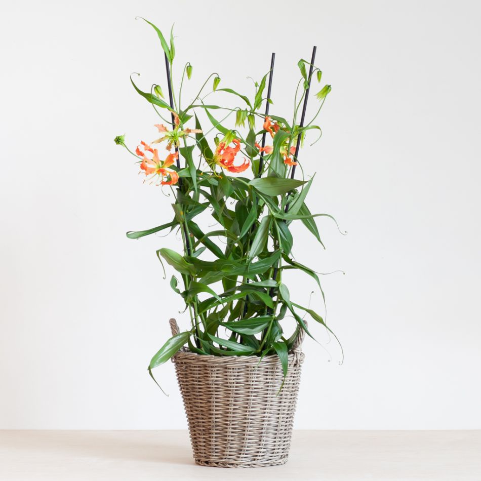 Gloriosa - Prachtlelie - P21