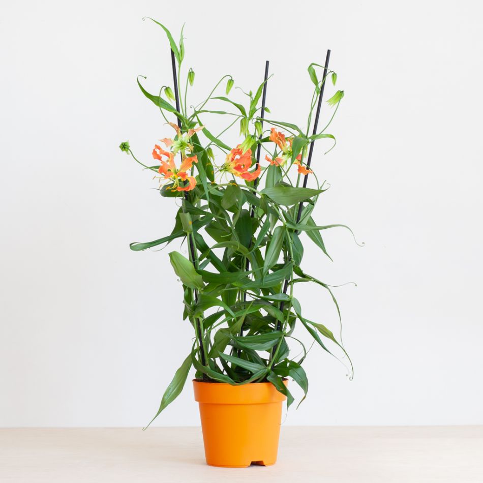 Gloriosa - Prachtlelie - P21