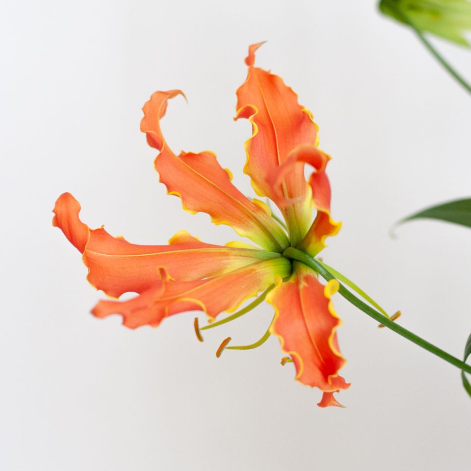 Gloriosa - Prachtlelie - P21