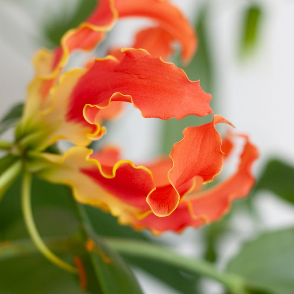Gloriosa - Prachtlelie - P21