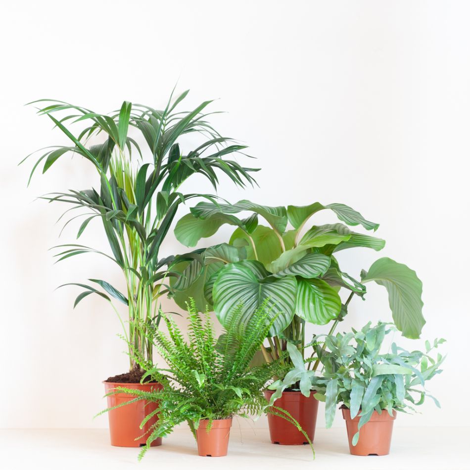 Groen Interieur Plantenbox (4 stuks)