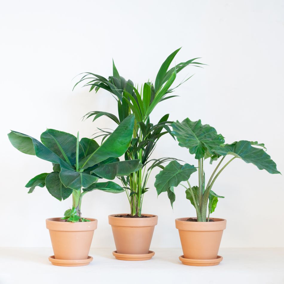 Kantoor Plantenbox - Groot (6 stuks)