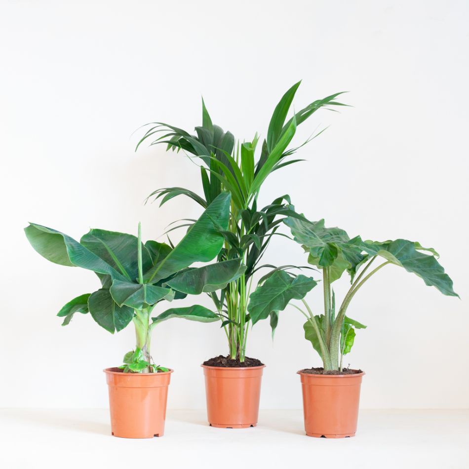 Kantoor Plantenbox - Groot (6 stuks)