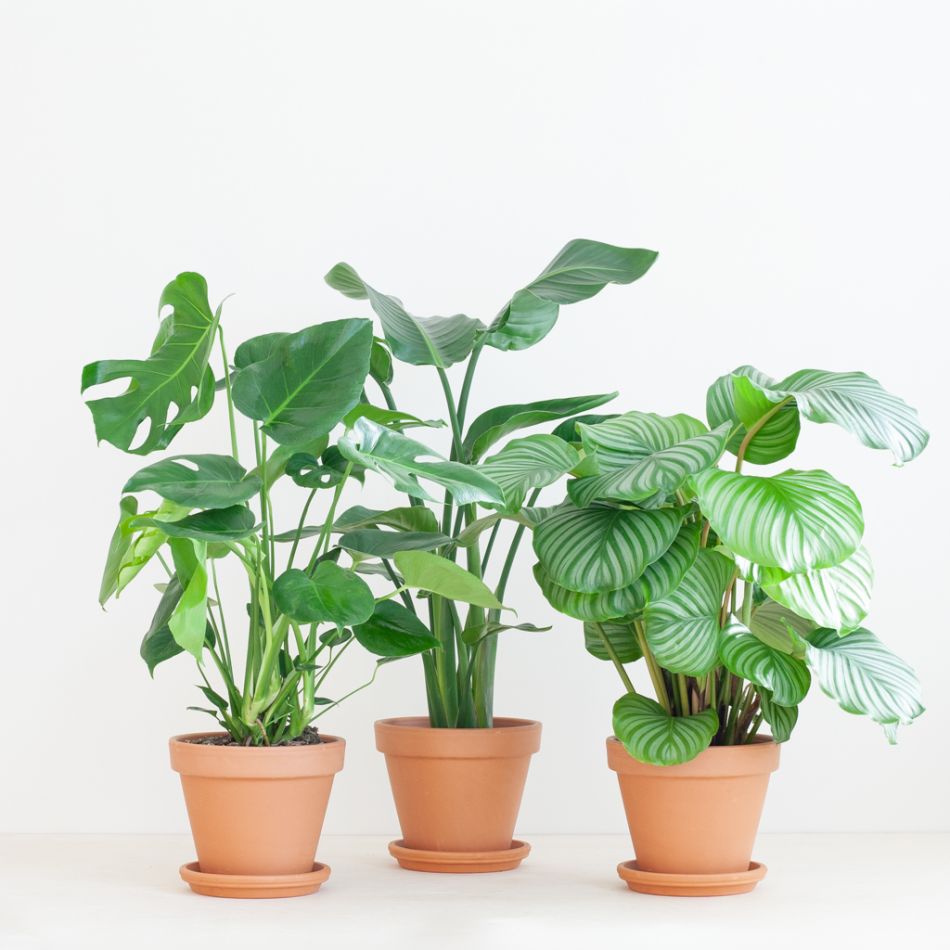 Kantoor Plantenbox - Groot (6 stuks)
