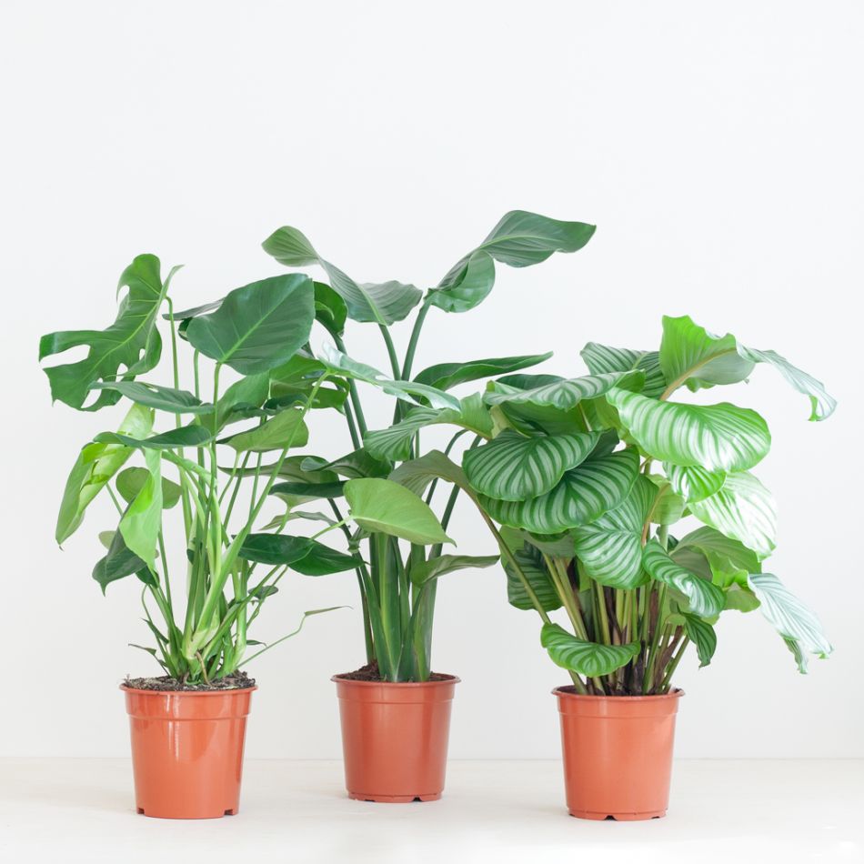 Kantoor Plantenbox - Groot (6 stuks)