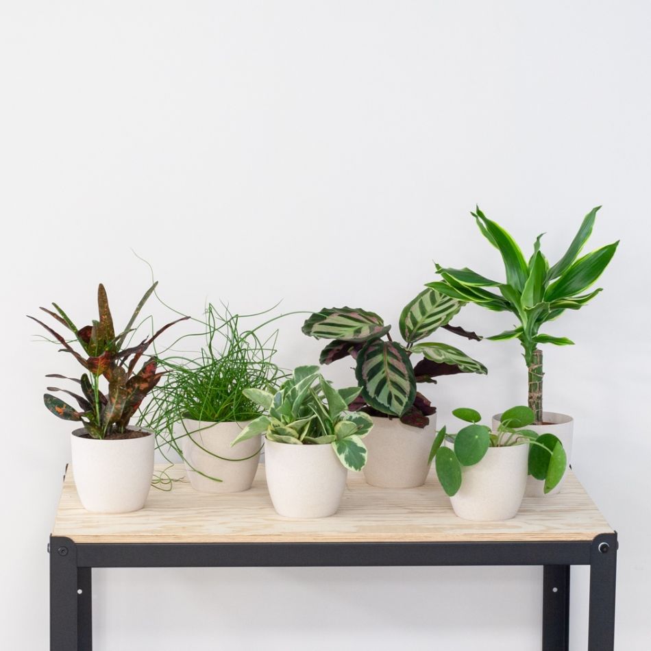 Groene-Kneusjesbox-6