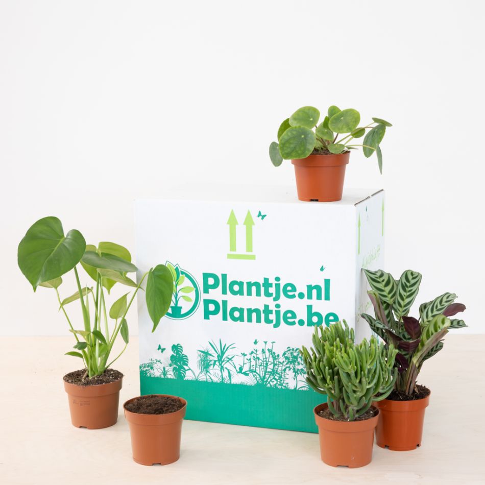 Groene Kantoorbox (5 stuks)