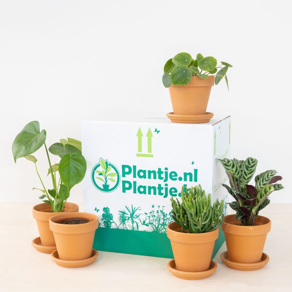 Groene Kantoorbox (5 stuks)