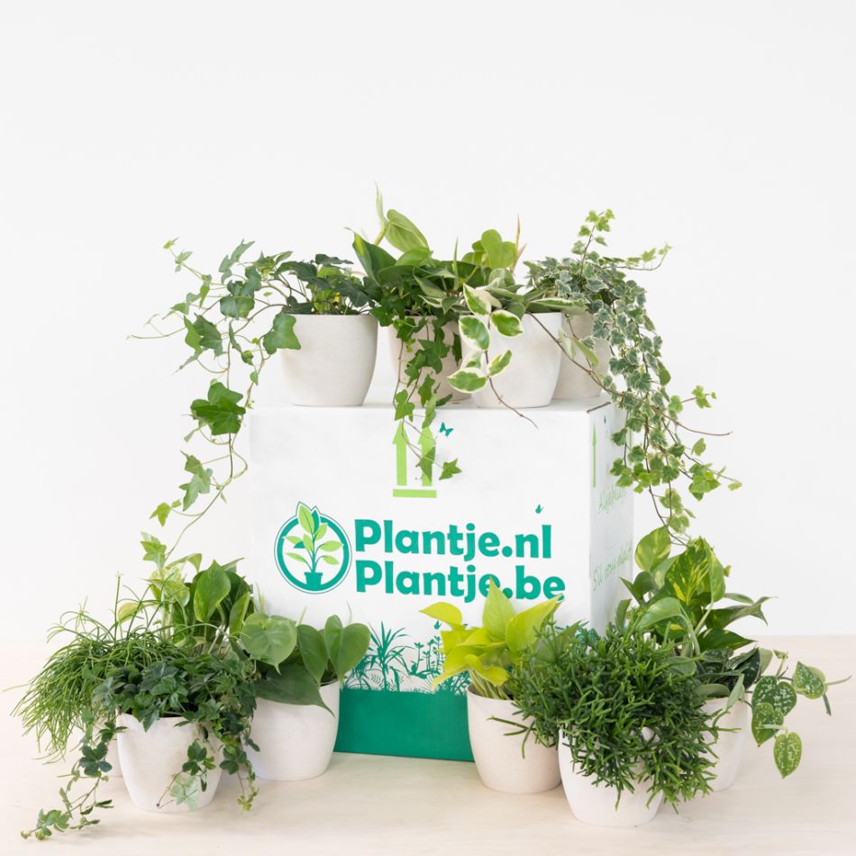 Groene-Wonderbox-3