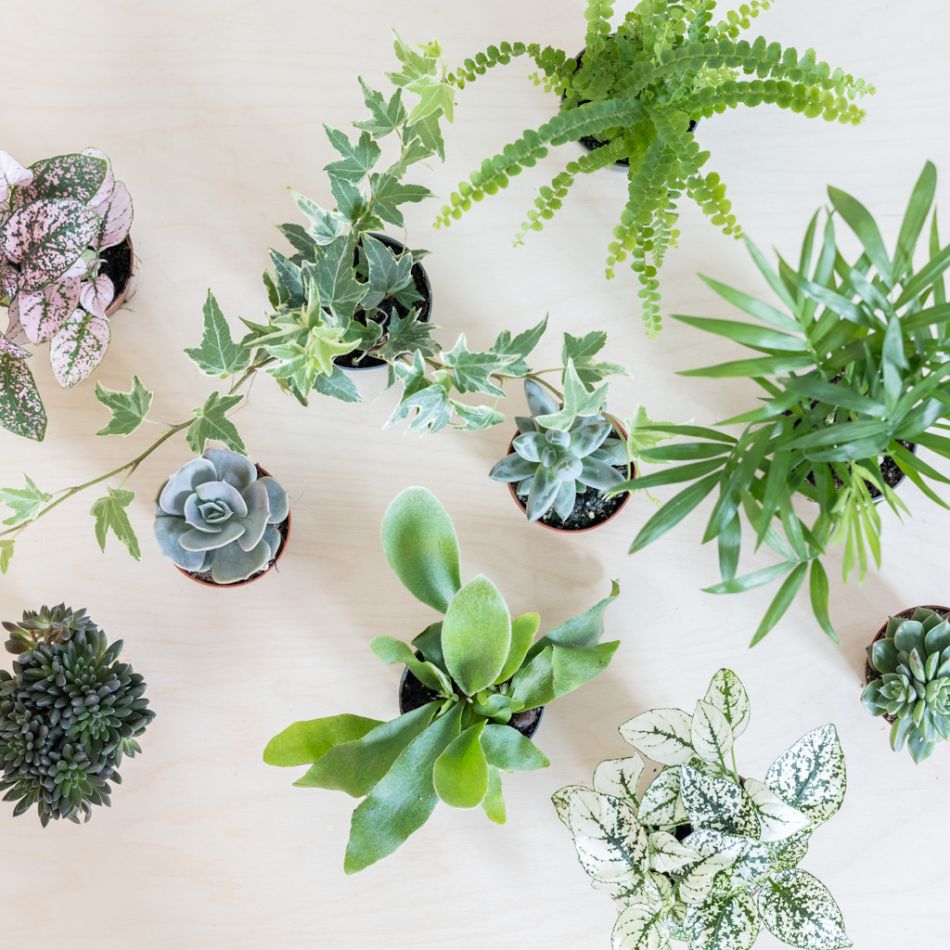 Groene Mini Plantenbox