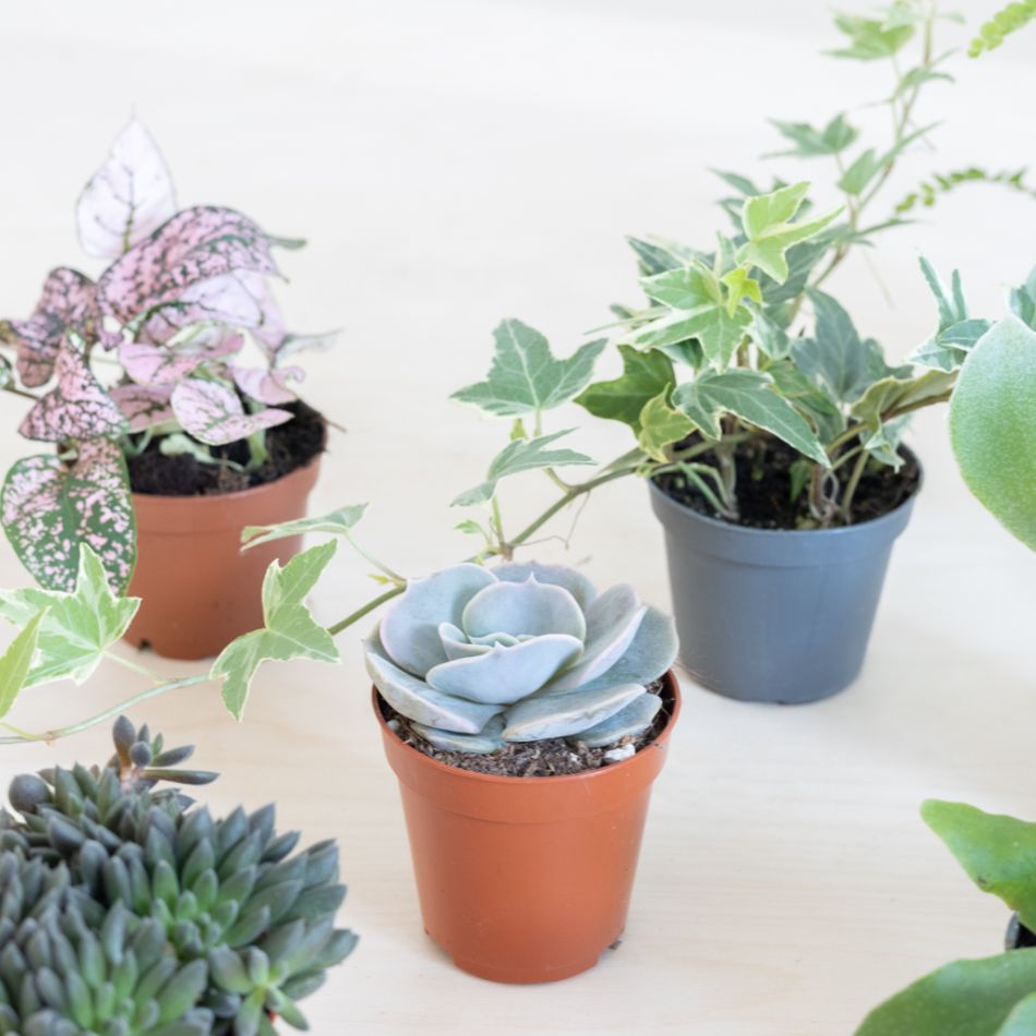 Groene Mini Plantenbox