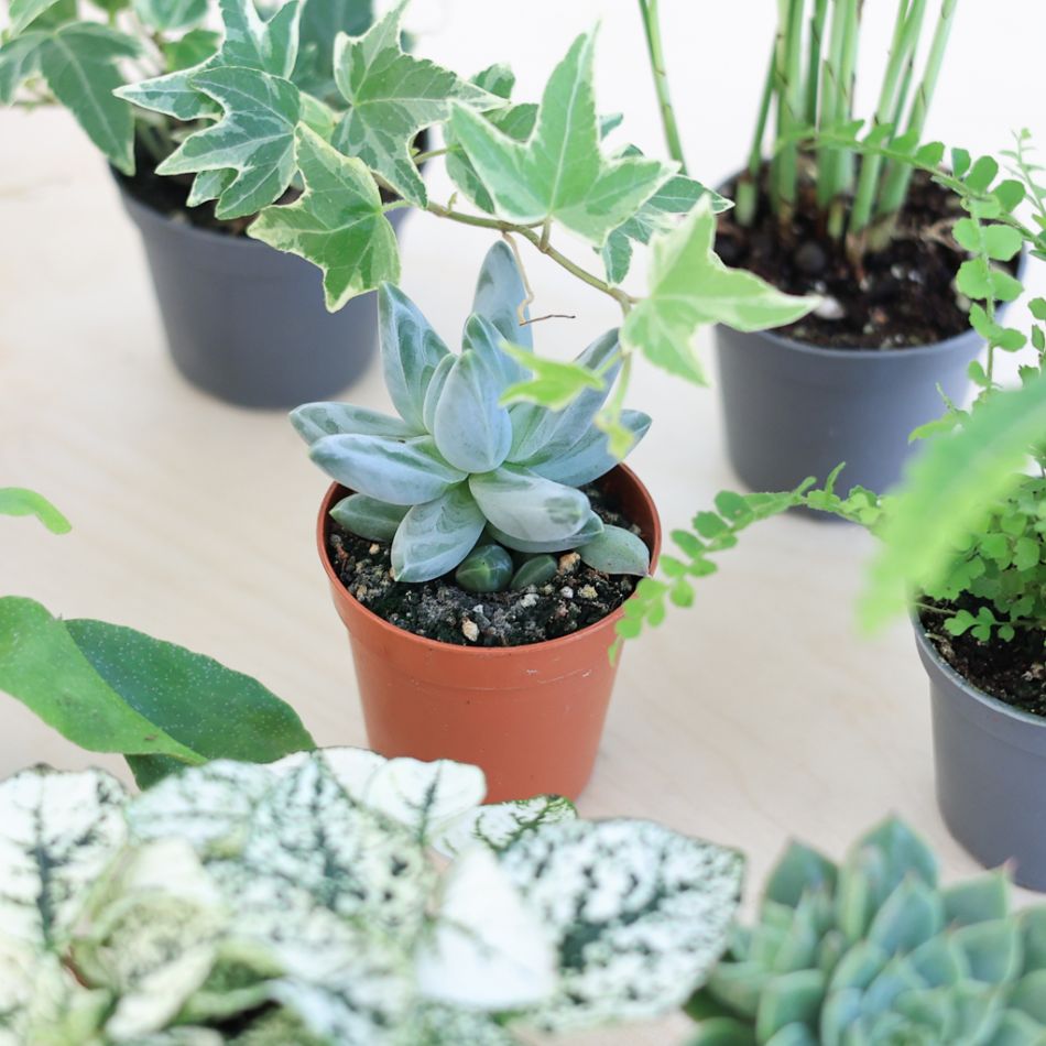 Groene Mini Plantenbox