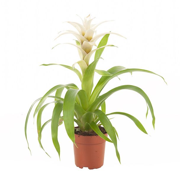 Guzmania wit