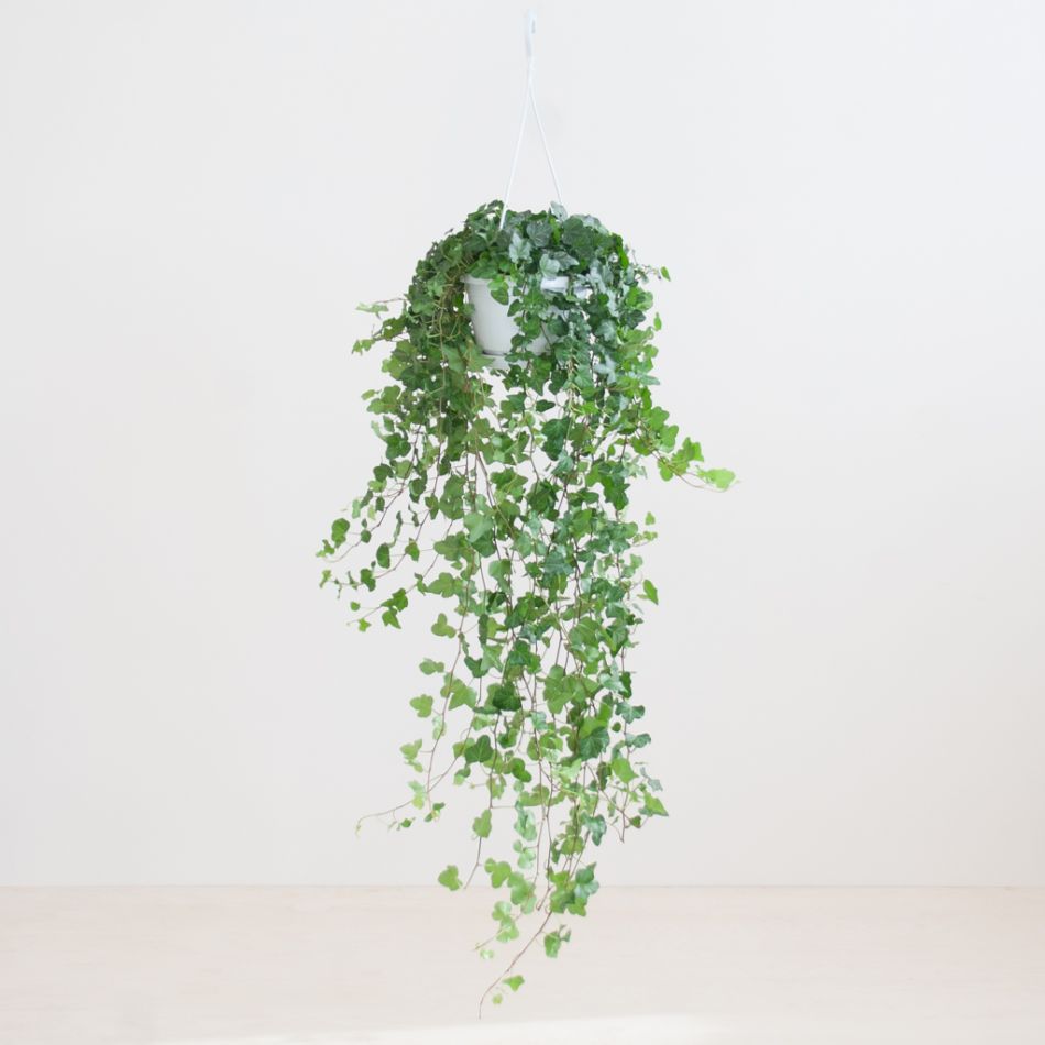 Hedera Helix Wonder - Klimop - P17