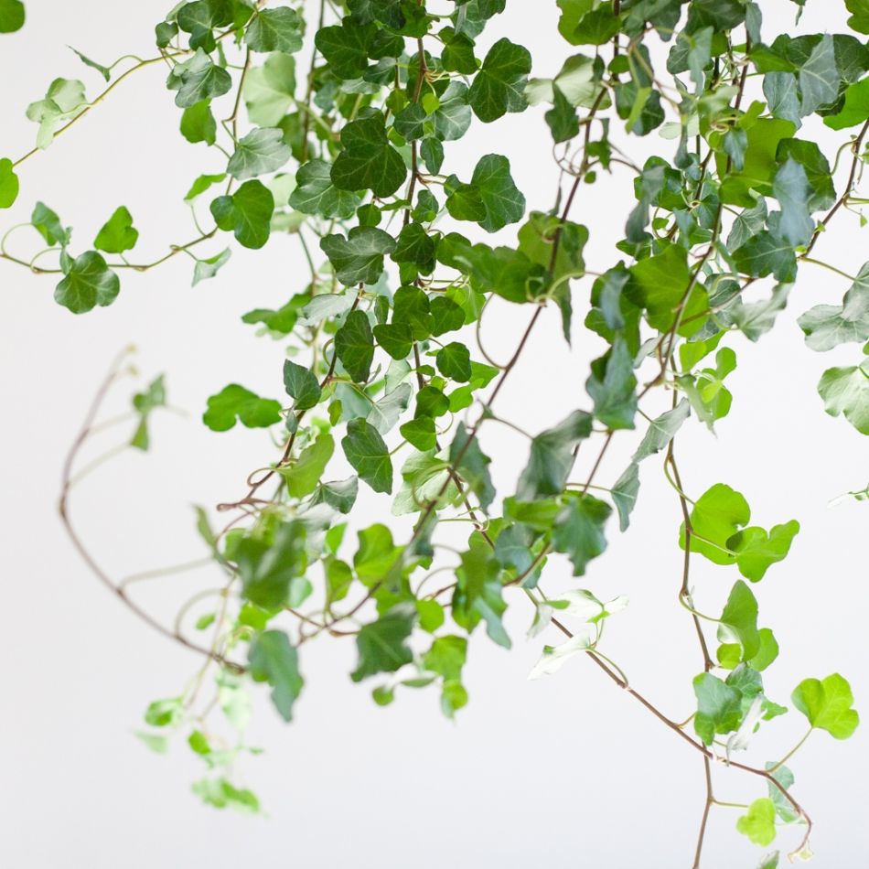 Hedera-Helix-3