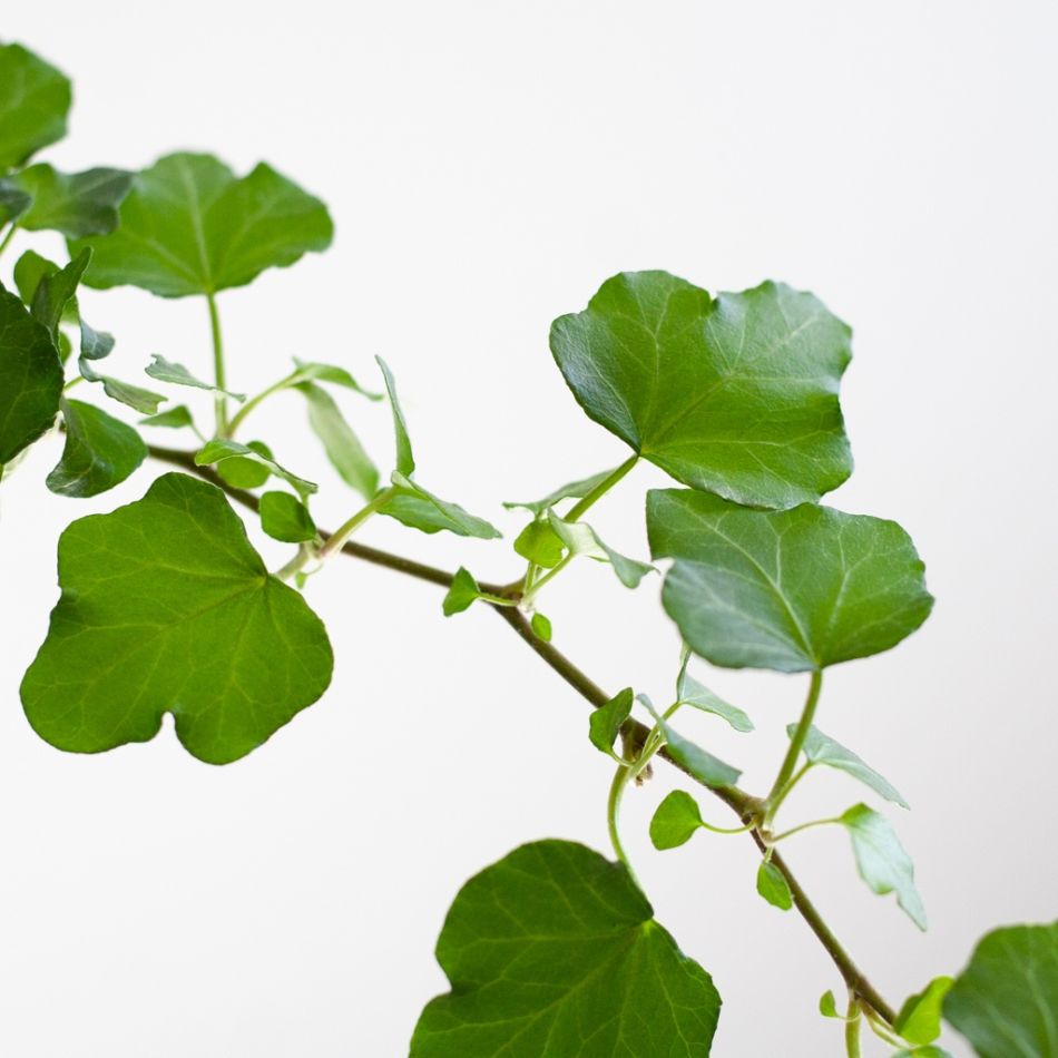 Hedera-Helix-5