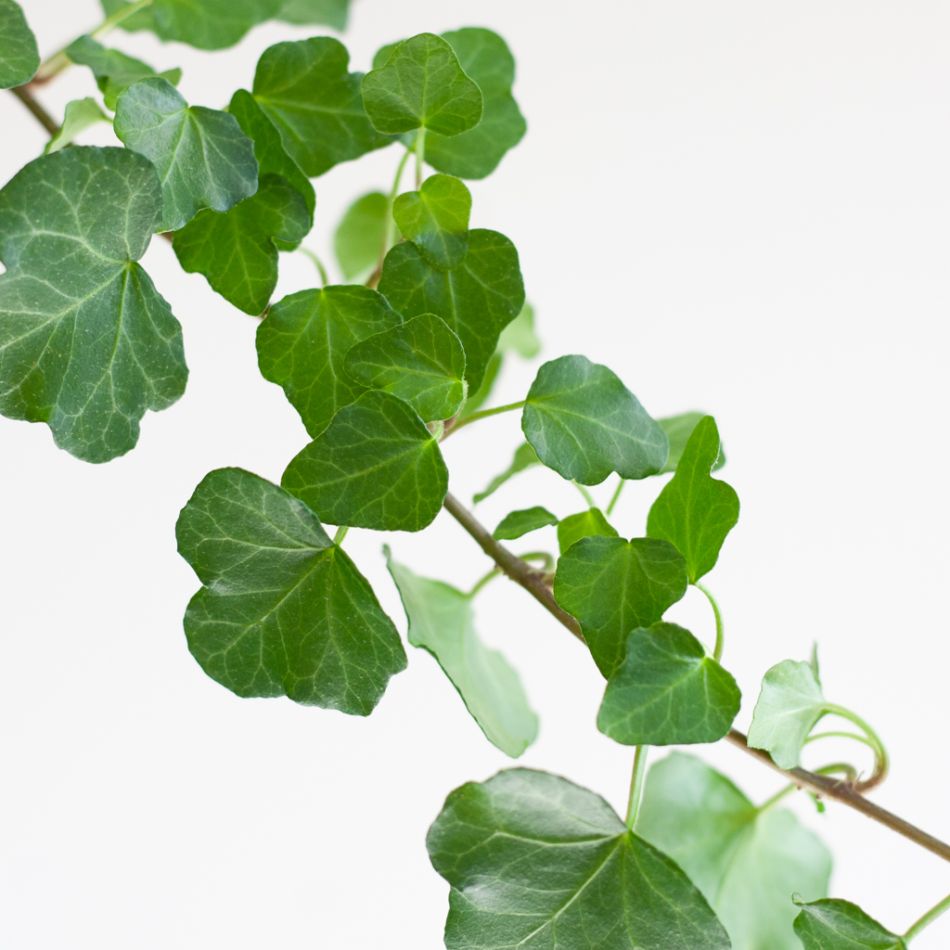 Hedera Helix Wonder - Klimop - P17