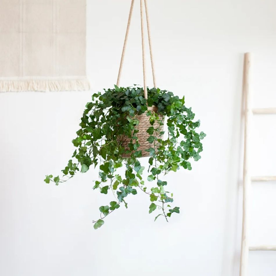 hedera hangplant kopen