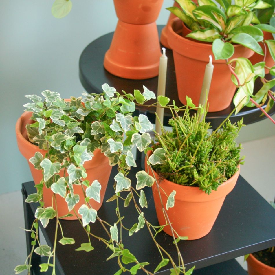Hedera-Helix-White-Wonder-12-cm-2